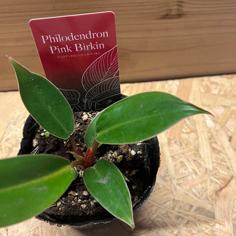現物「フィロデンドロン・ピンクバーキン」７号　Philodendron itanse_kan01214