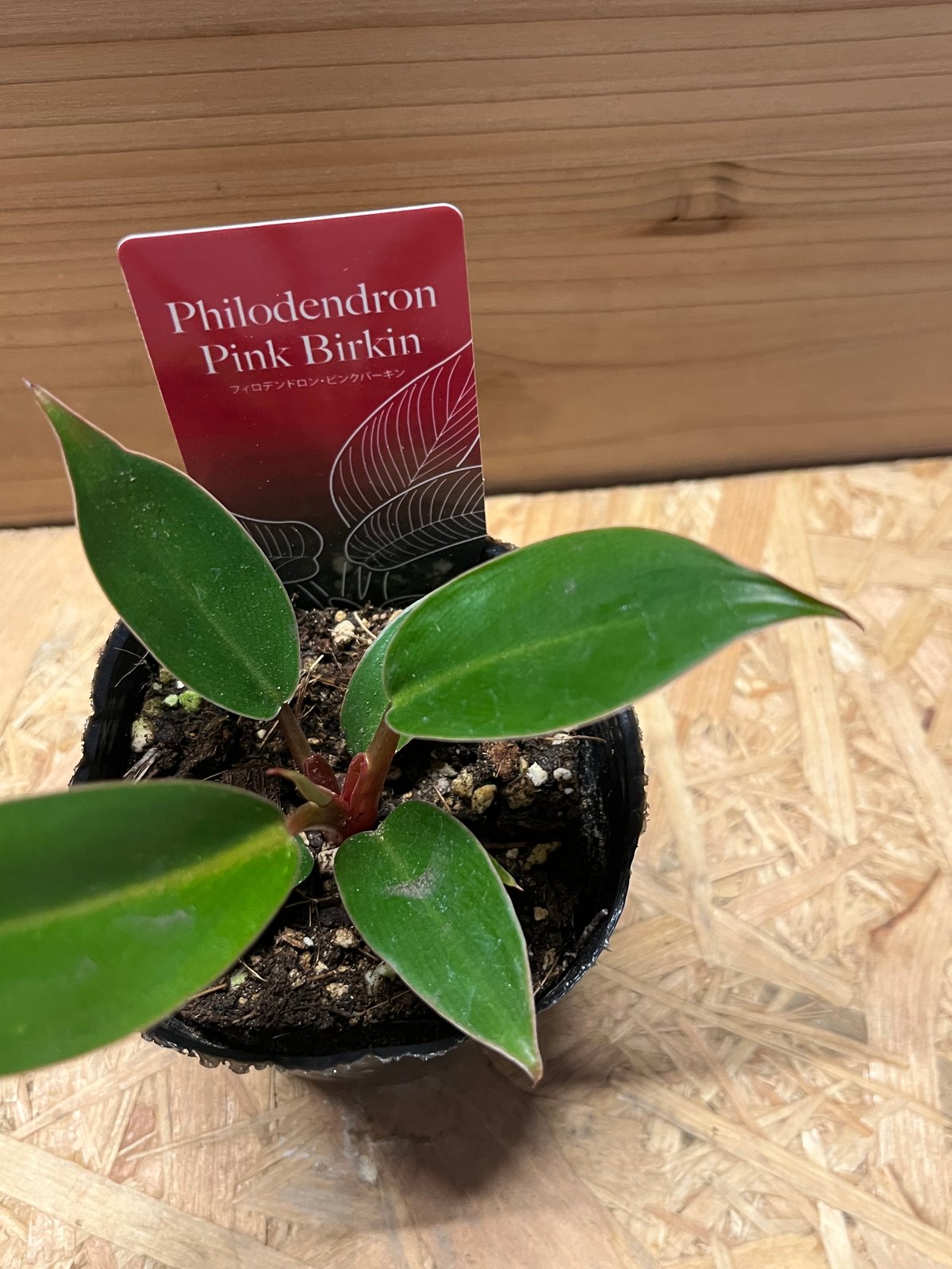 フィロデンドロン ピンクバーキン | GREEN LUCK