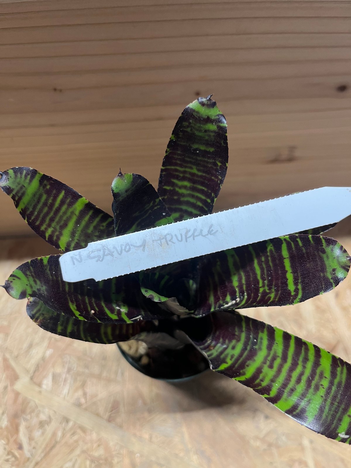 ネオレゲリア サボイトリュフ | GREEN LUCK