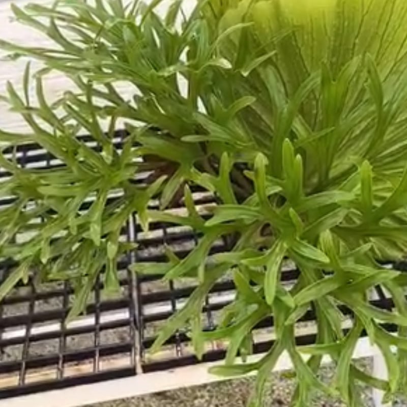 ビカクシダ キッチャクード クイーン | GREEN LUCK