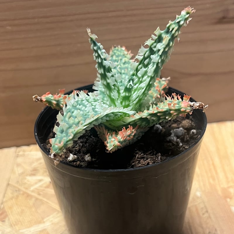 アロエ テンプラ Aloe tempula 実生 15株 アロエ テンプラ Aloe tempula 実生 15株 - メルカリ