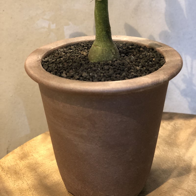 アデニア グラウカ実生×伝市鉢 | GREEN LUCK