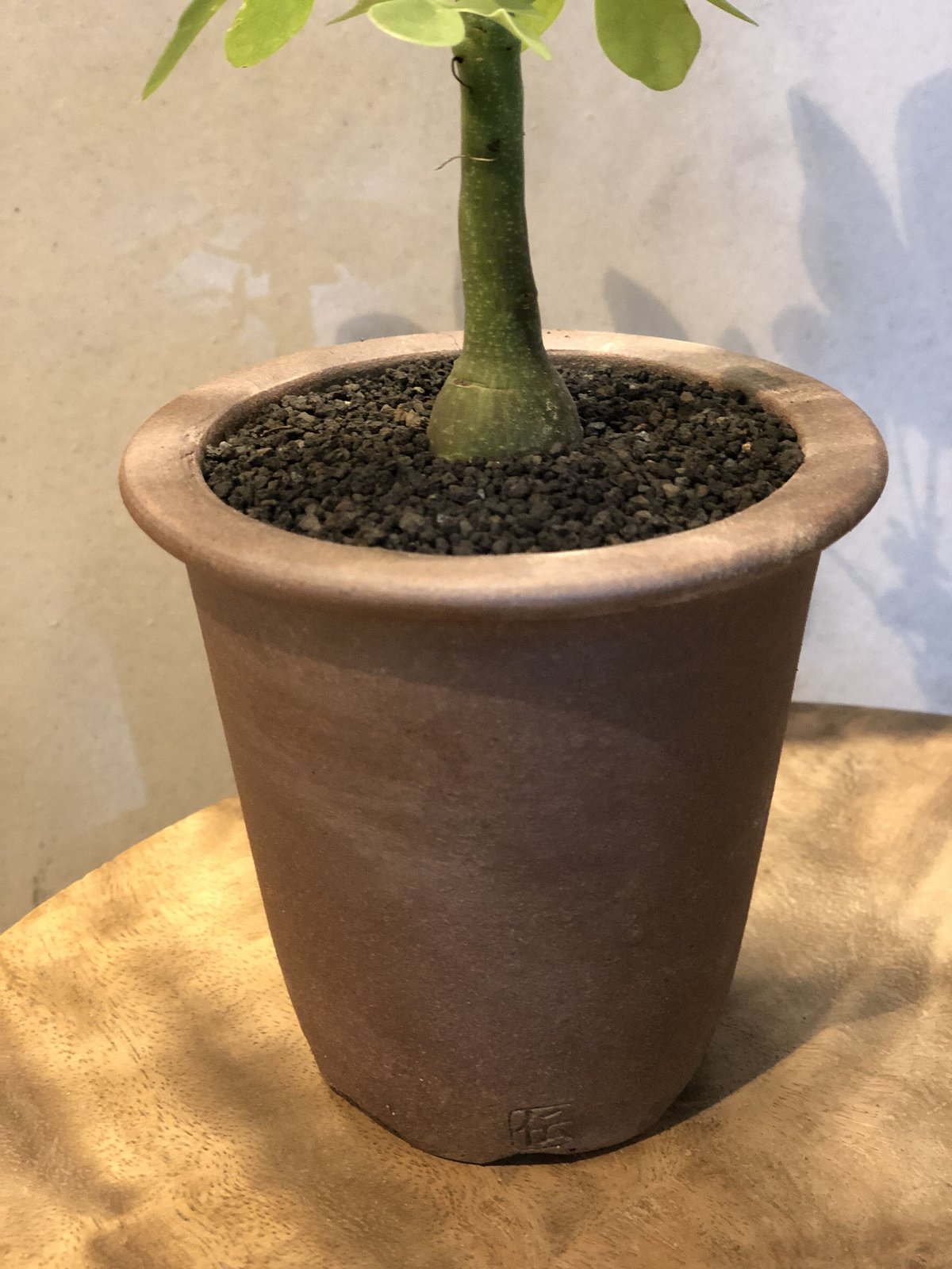 人気の アデニア グラウカ 鉢セット 実生 植物/観葉植物