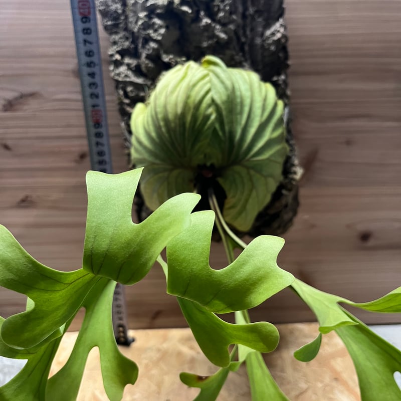 ビカクシダ リドレイ | GREEN LUCK