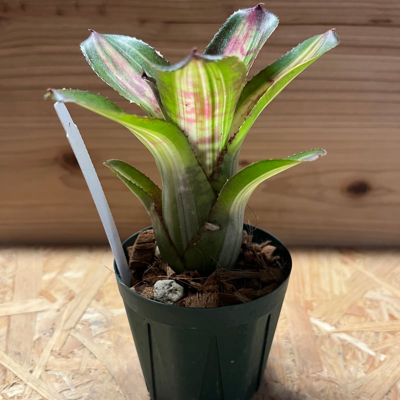 ネオレゲリア カポエイラ | GREEN LUCK