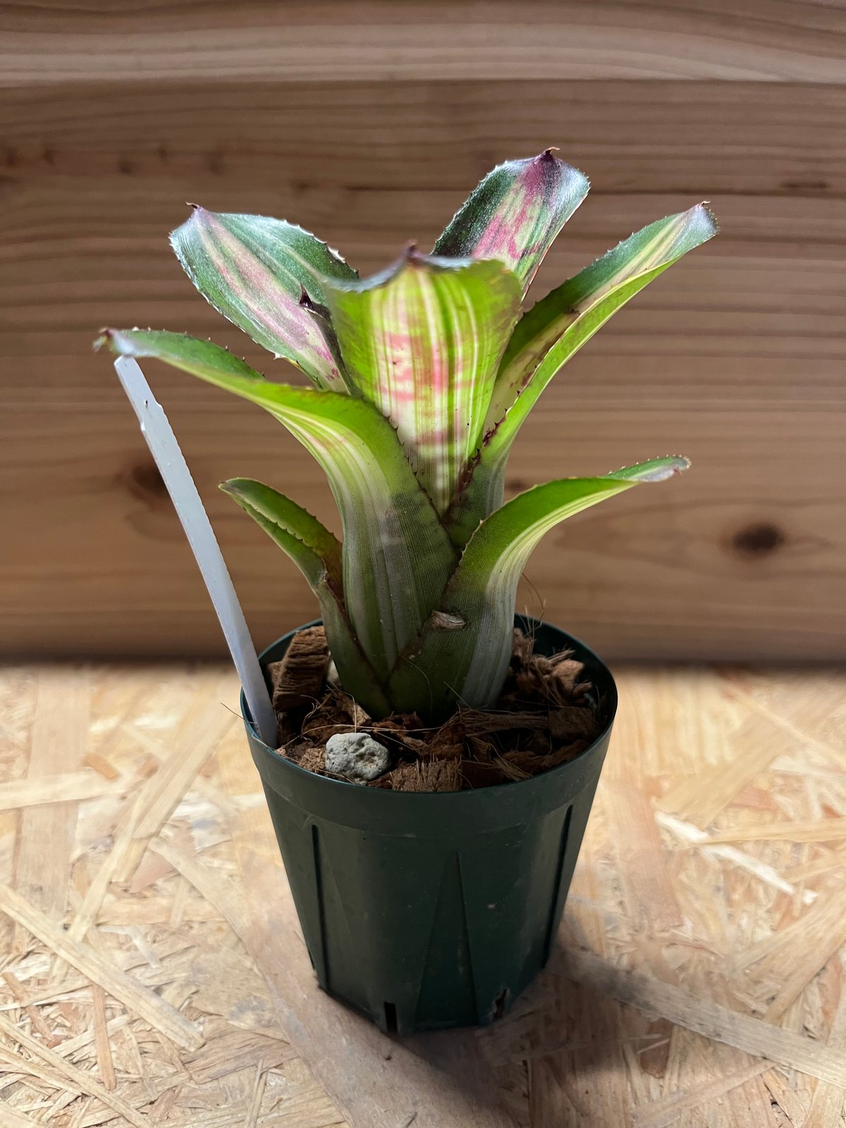 ネオレゲリア カポエイラ | GREEN LUCK