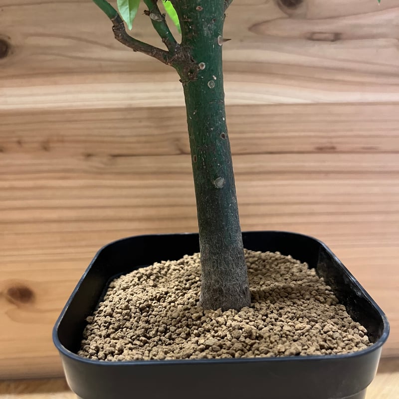 トックリキワタ パラボラッチョ | GREEN LUCK