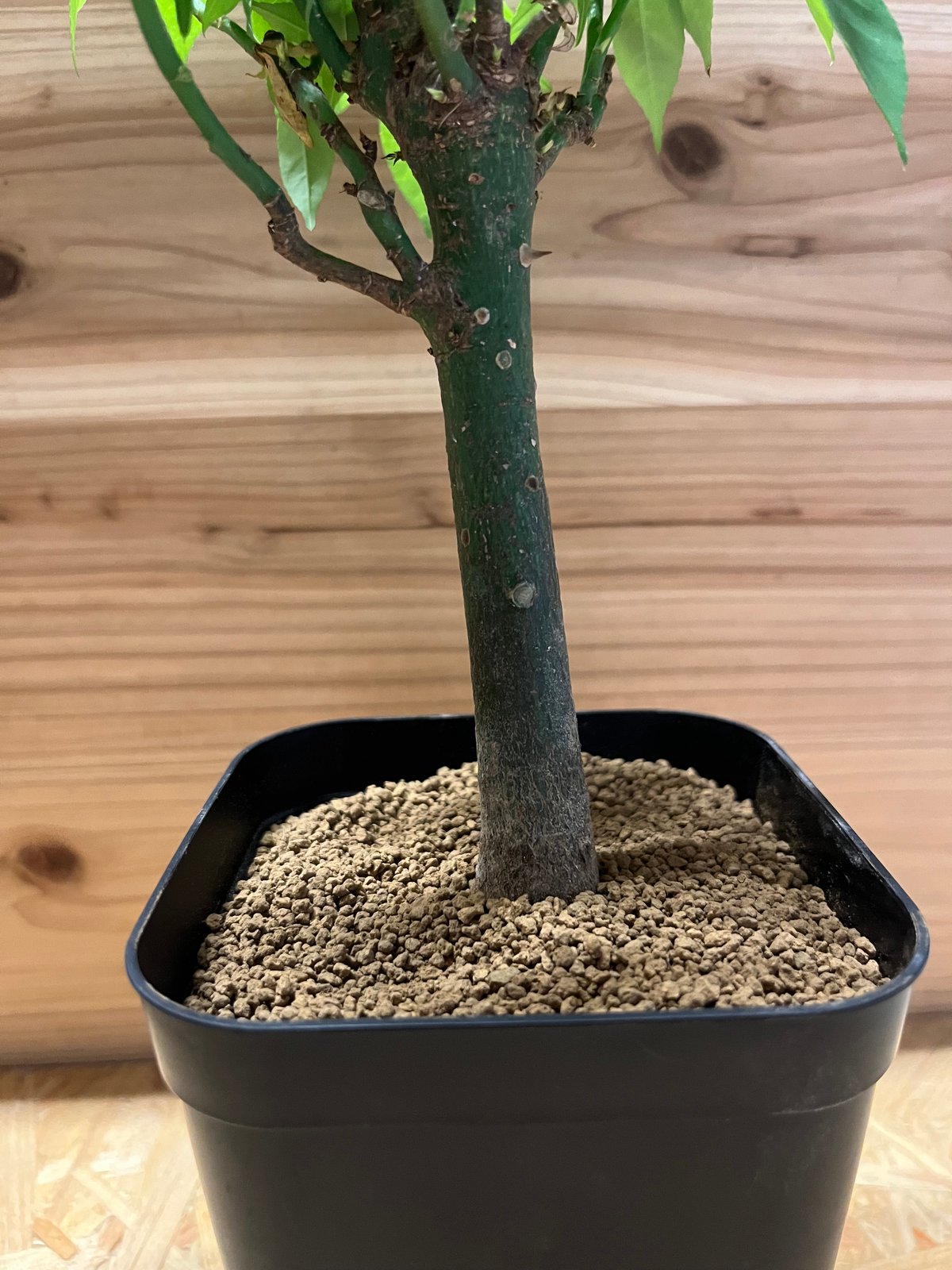 トックリキワタ パラボラッチョ | GREEN LUCK