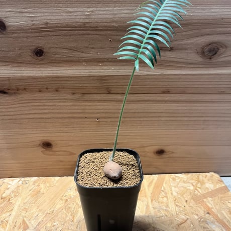 ディオーンエデュレ | STORES