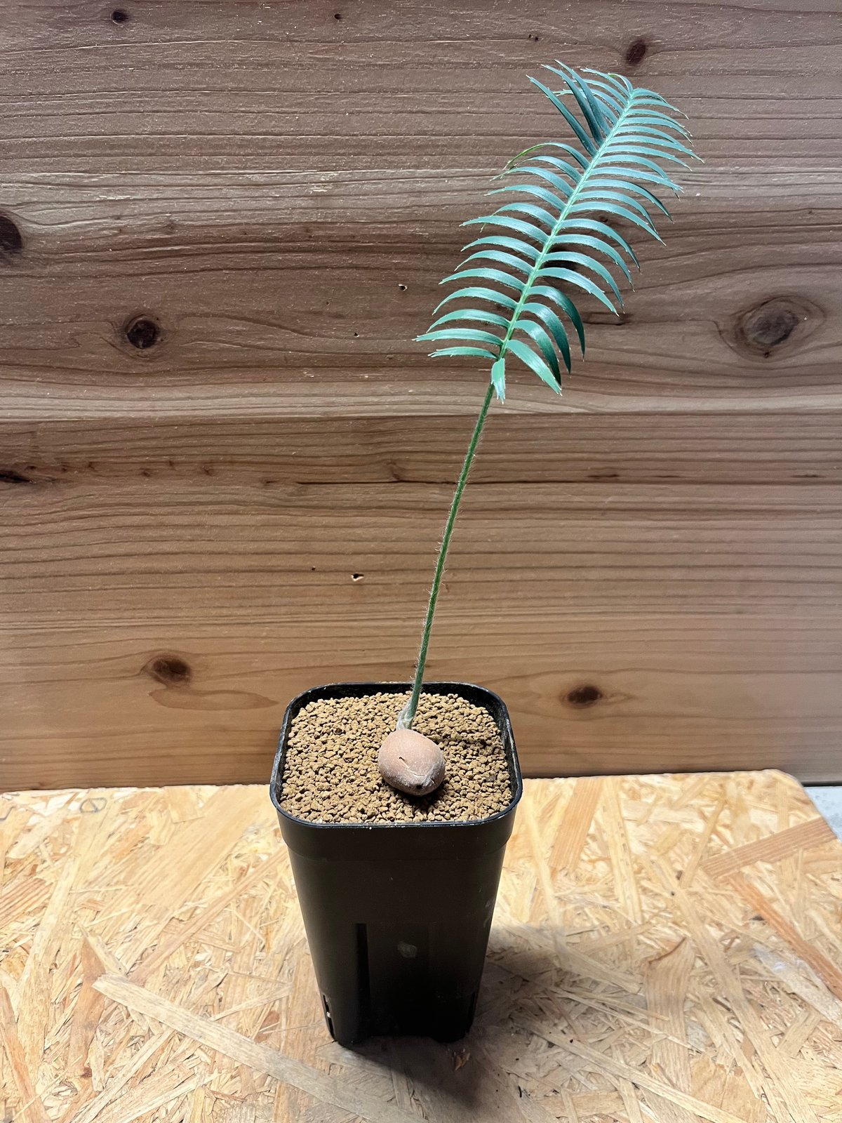 ディオーン エデュレ 'パルマソラ' | GREEN LUCK