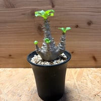パキポディウム　ウィンゾリー