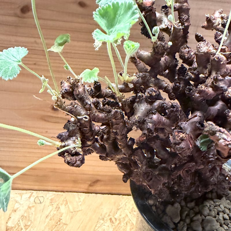 ペラルゴニウム ミラビレ | GREEN LUCK