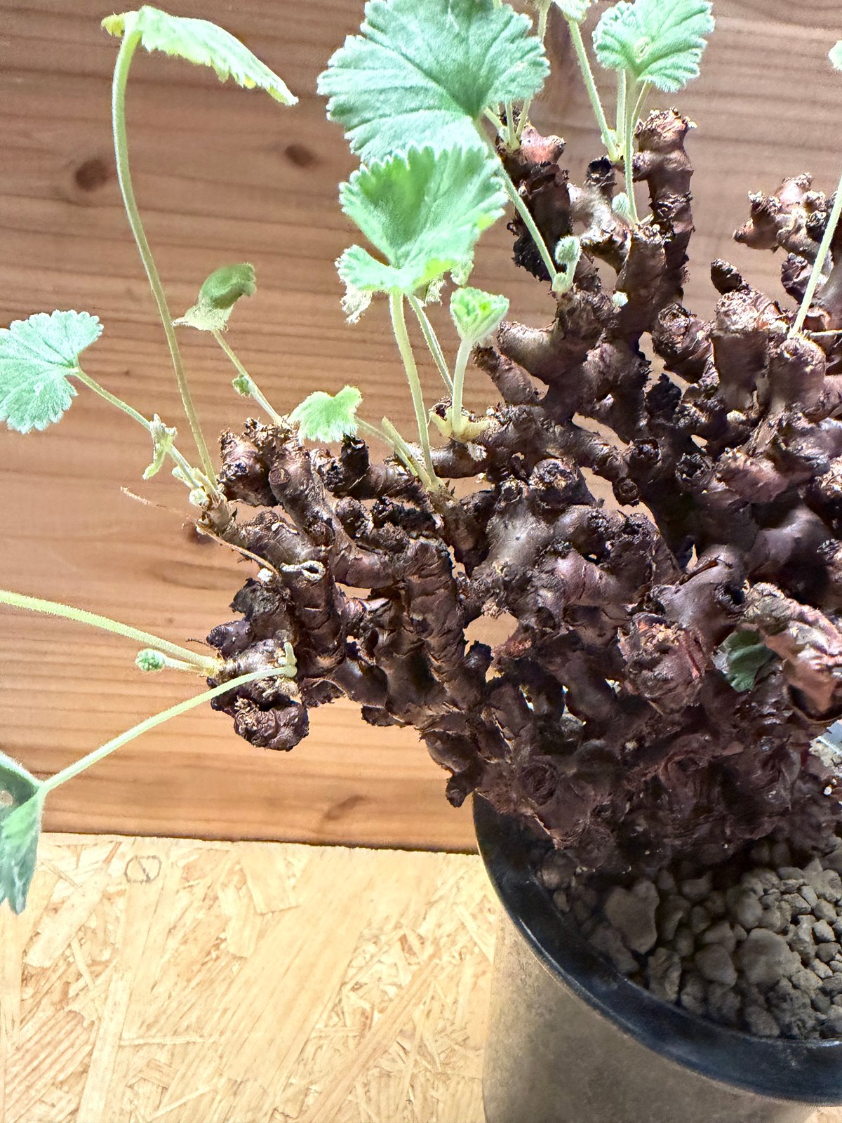 ペラルゴニウム ミラビレ | GREEN LUCK