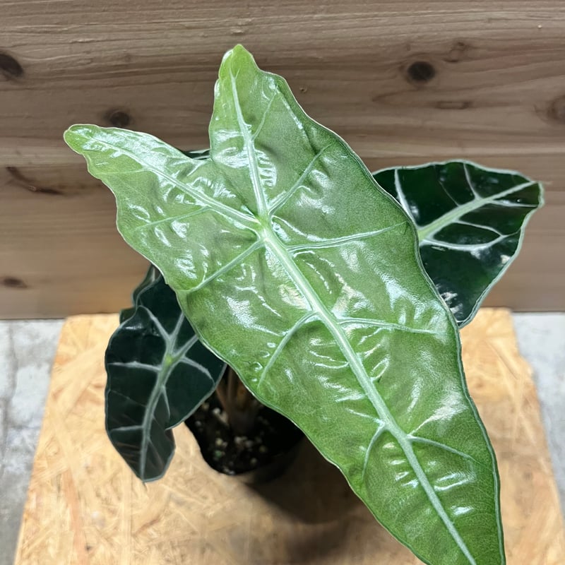 アロカシア アマゾニカ ポリー ピンクバリエガータ | GREEN LUCK