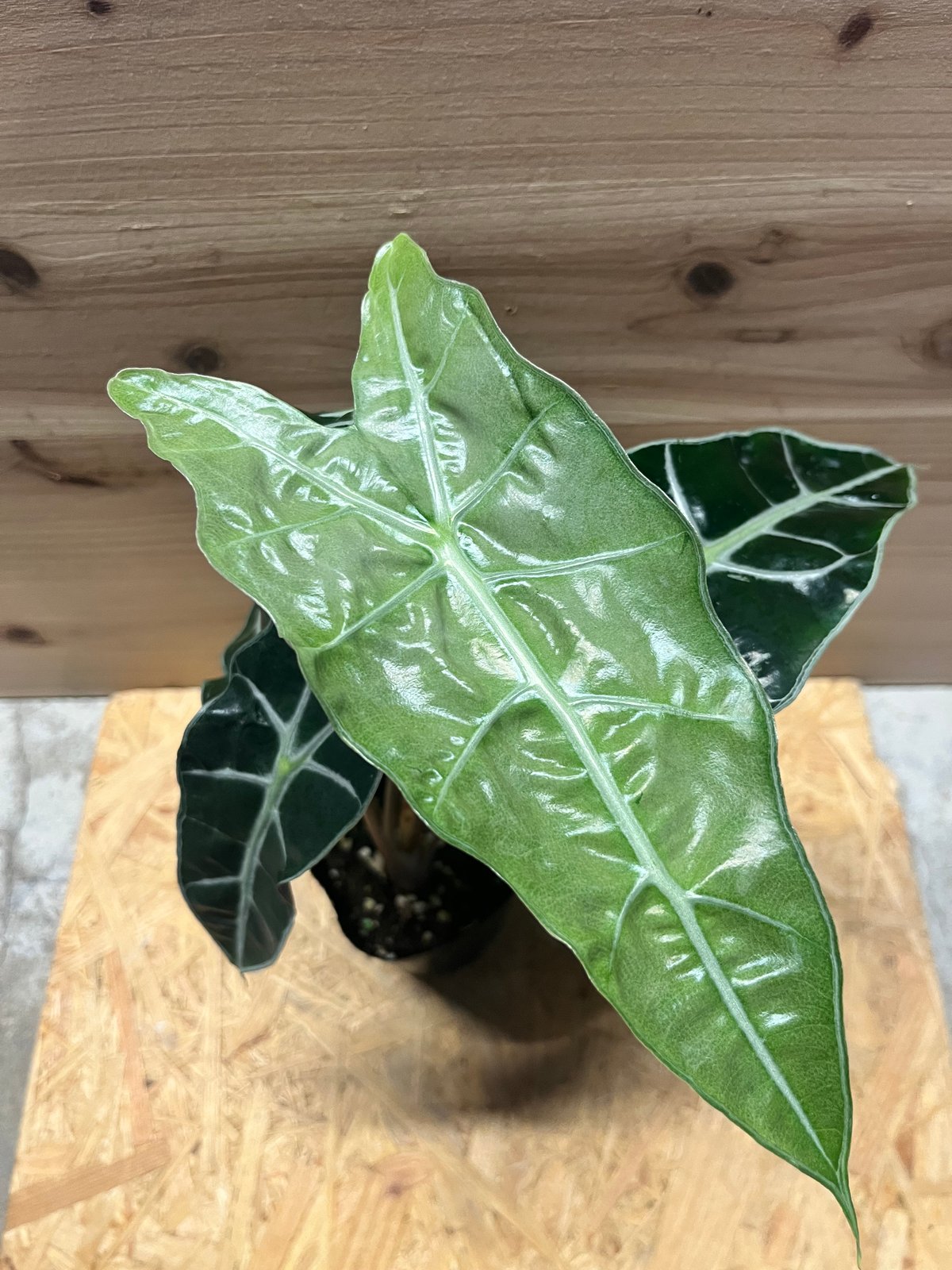 アロカシア　シンポ　バリエガータ 現品お届け】アロカシア シンポ アルボ Alocasia simpo albo
