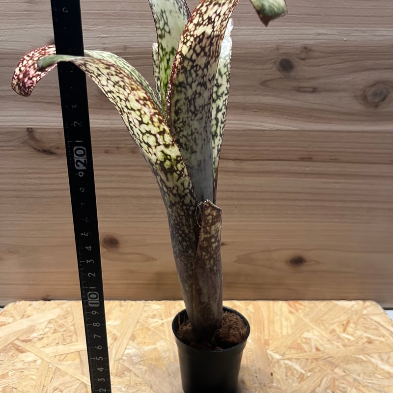 ビルベルギア カサブランカ | GREEN LUCK