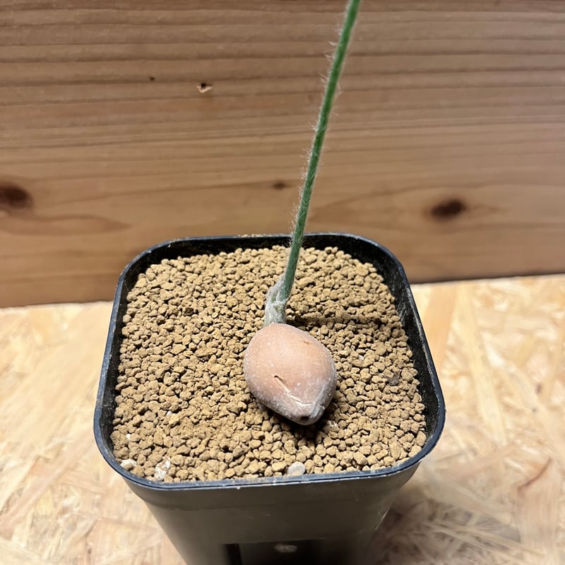 ディオーン エデュレ 'パルマソラ' | GREEN LUCK