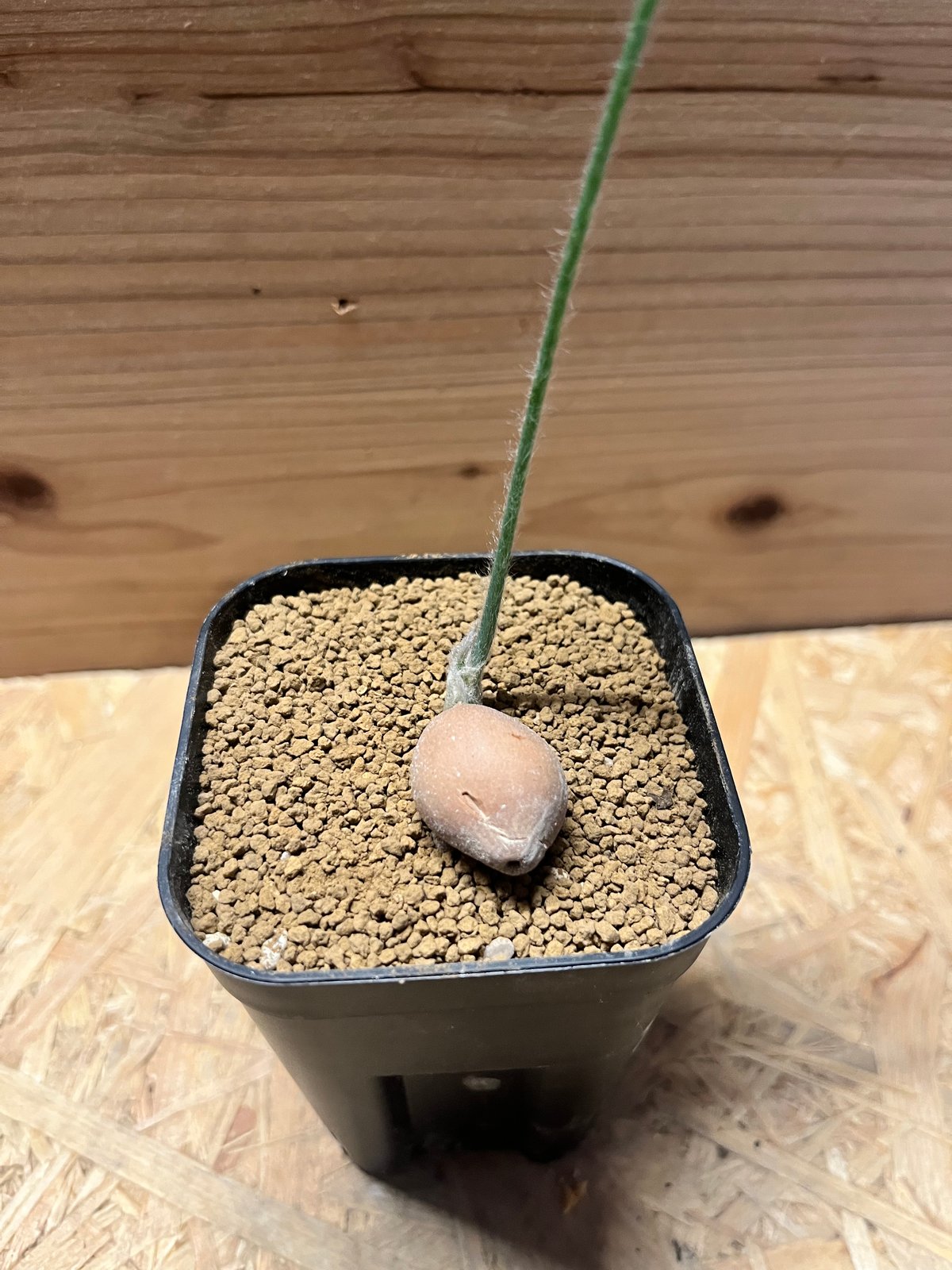 ディオーン エデュレ 'パルマソラ' | GREEN LUCK