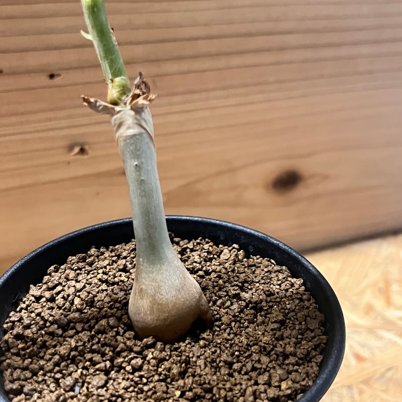 キフォステンマ ユター | GREEN LUCK