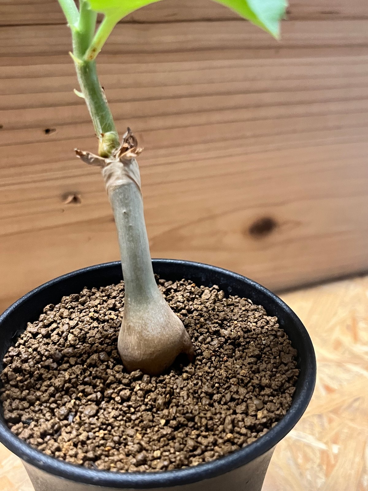 キフォステンマ ユター | GREEN LUCK