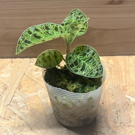 専用　激レア　マコデスペトラ　プラチナ　希少　ジュエルオーキッド 基礎知識】ジュエルオーキッドはどんな植物？種類・原産地