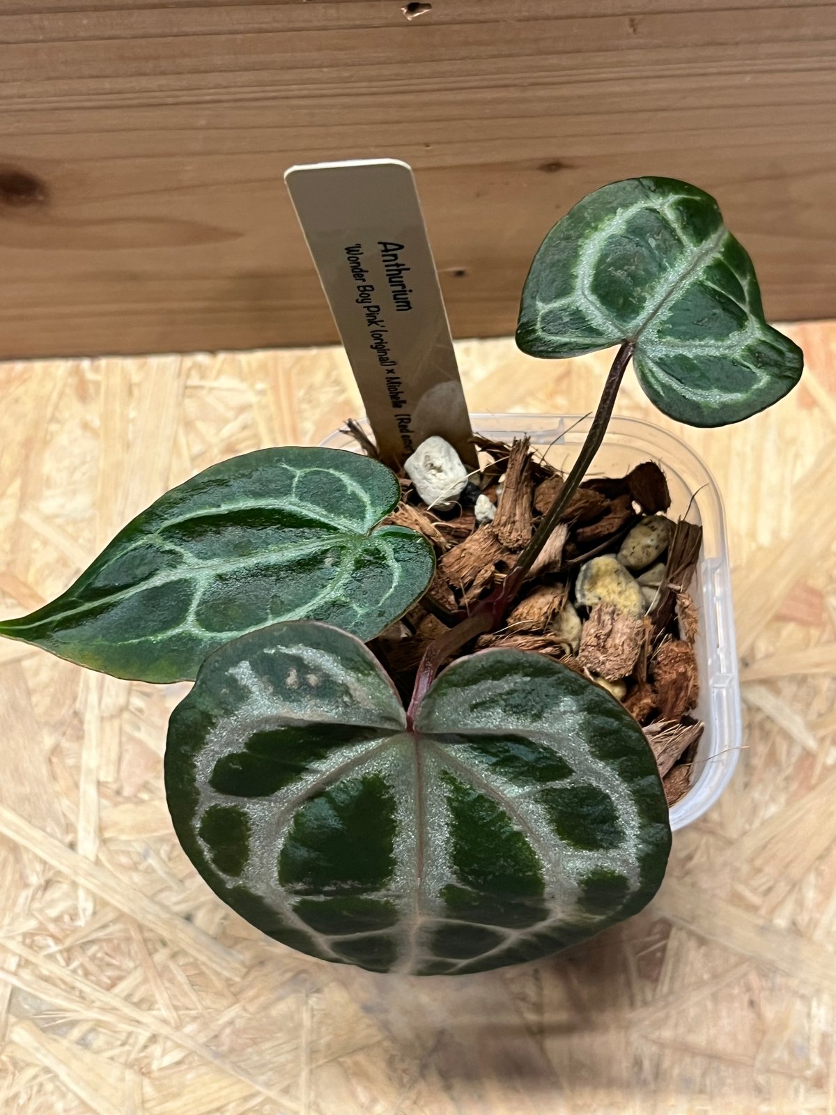 その他観葉植物 Anthurium Michelle x Wonderboy Rare - ‼️MINE