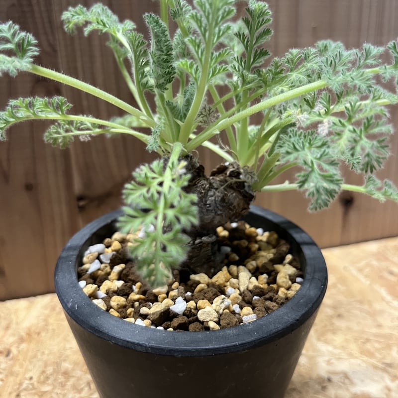 ペラルゴニウム アッペンディクラツム | GREEN LUCK