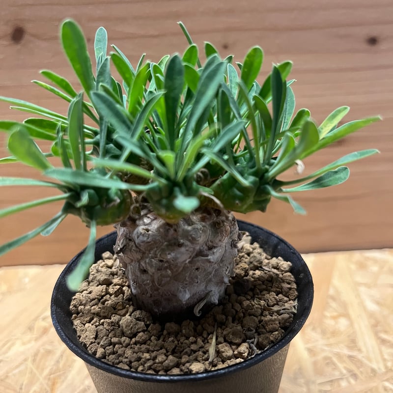 ユーフォルビア　峨眉山(euphorbia japonica) Euphorbia Japonica 4