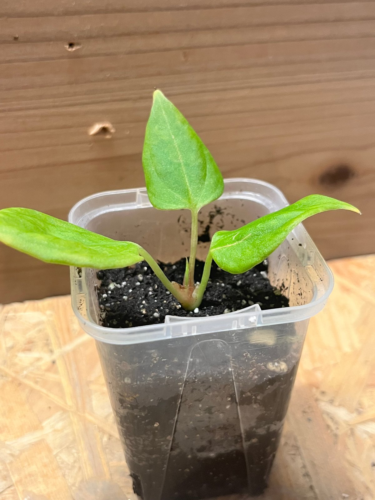 アンスリウム ポーティラエ NSE | GREEN LUCK