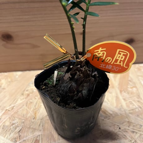 金環ソテツ