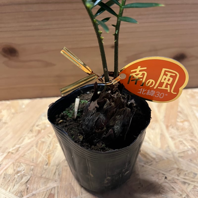 金環ソテツ | GREEN LUCK