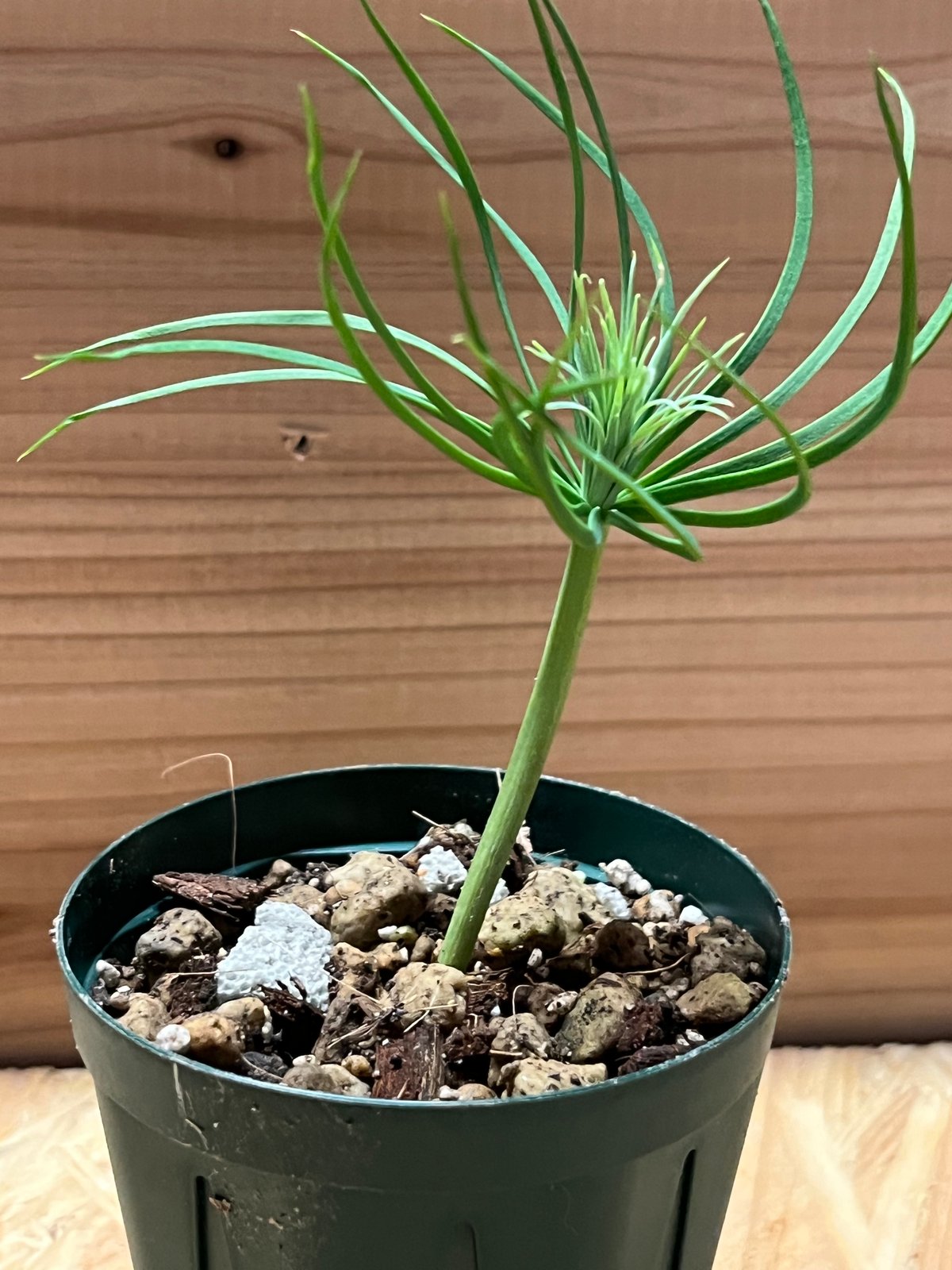 マルチネスピニョン松 種子100粒 【公式通販】