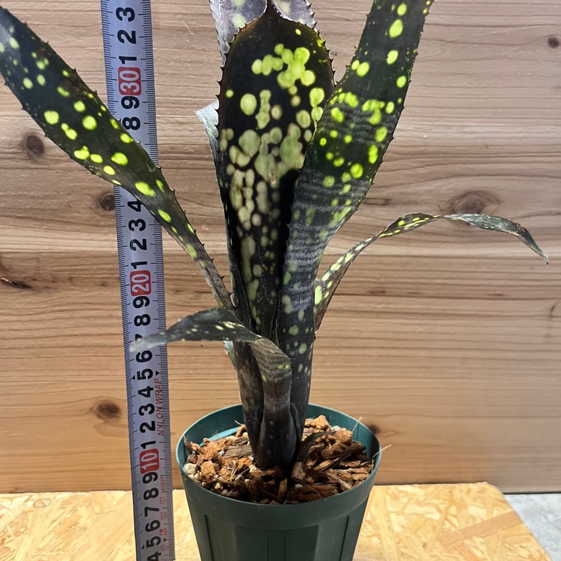 ビルベルギア ビルベルギア ブラックパール | GREEN LUCK