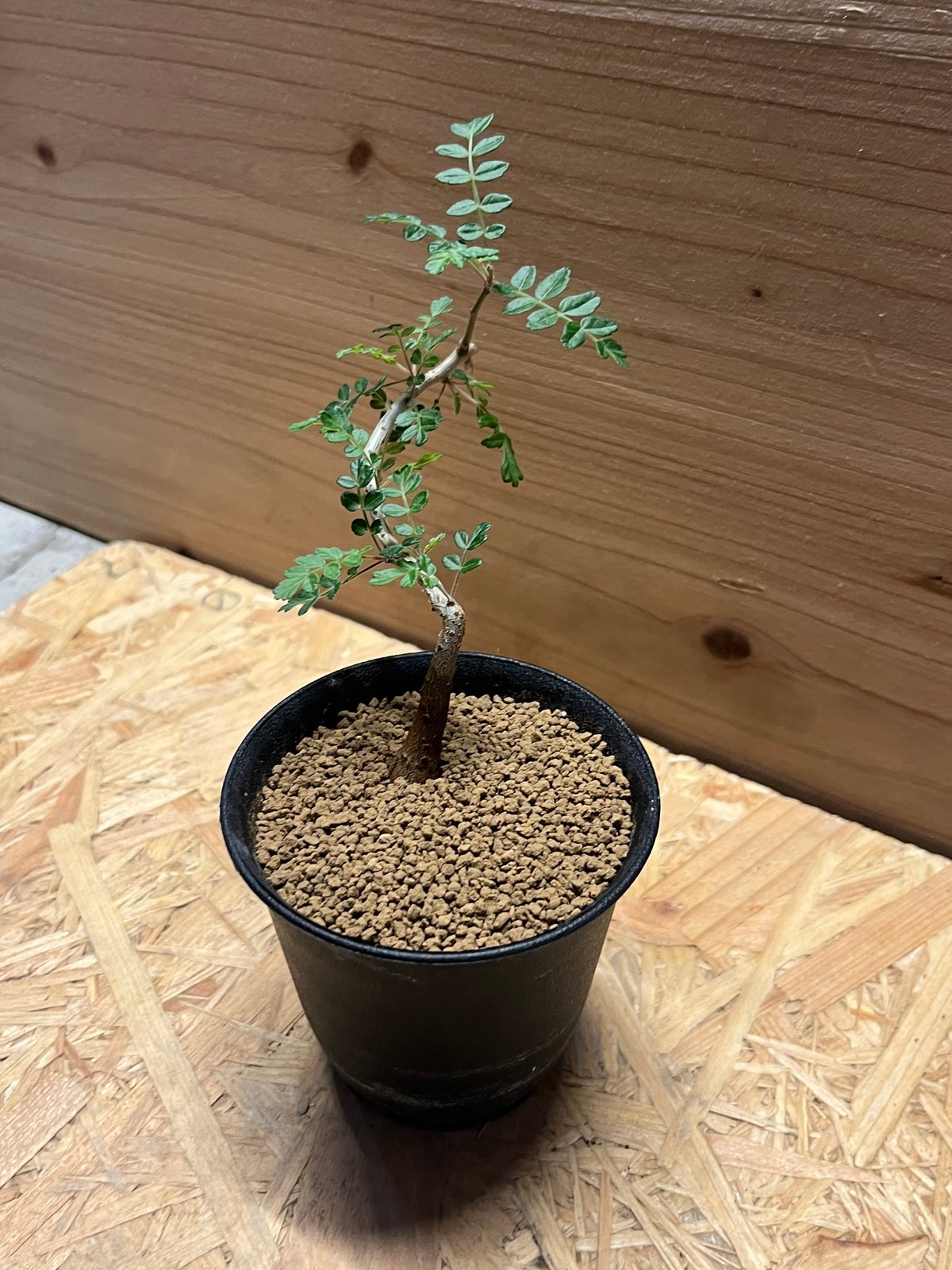 パキコルムス ディスカラー 象の木 | GREEN LUCK