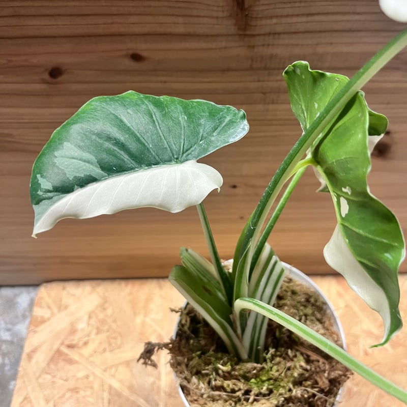 斑入りクワズイモ アロカシア オドラ | GREEN LUCK