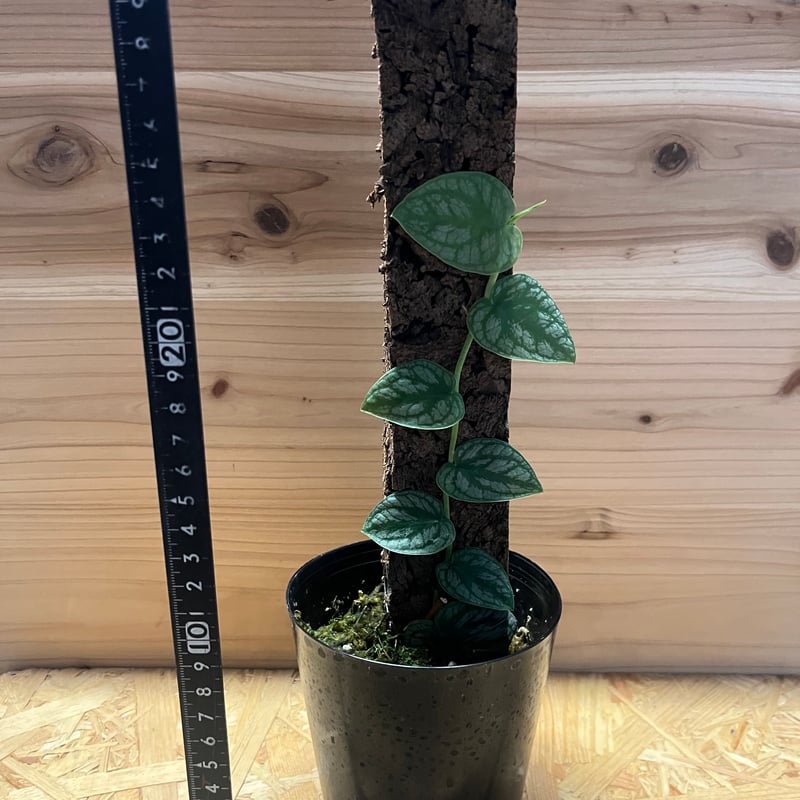 特大 モンステラ デュビア 希少 モンステラ デュビア 3