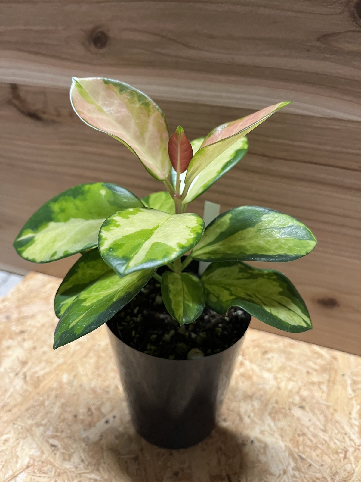 ホヤオーストラリスリサ　Hoya Australis Lisa　希少 抜き苗 ⑥ ホヤオーストラリスリサ Hoya Australis Lisa 希少 抜き苗 ⑥