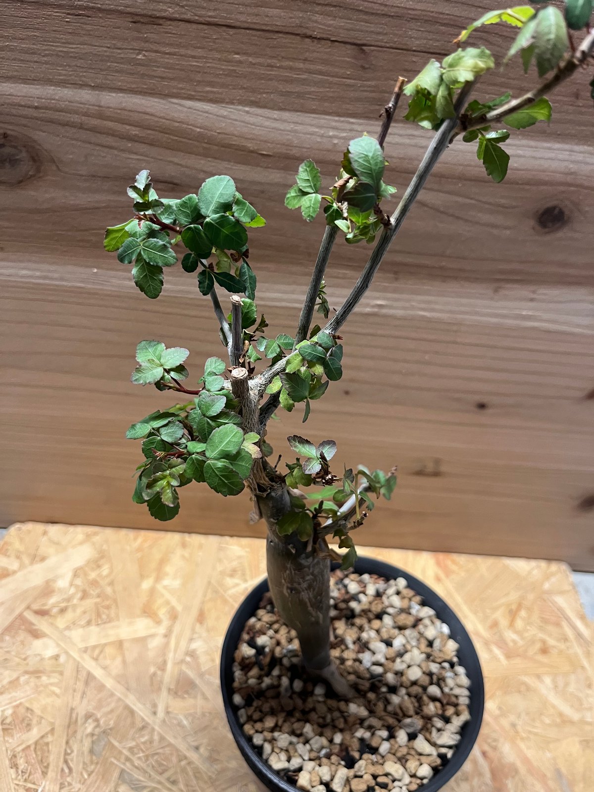 ブルセラ ファガロイデス Bursera fagaroides ブルセラ ファガロイデス Bursera fagaroides 20230902 | SPG