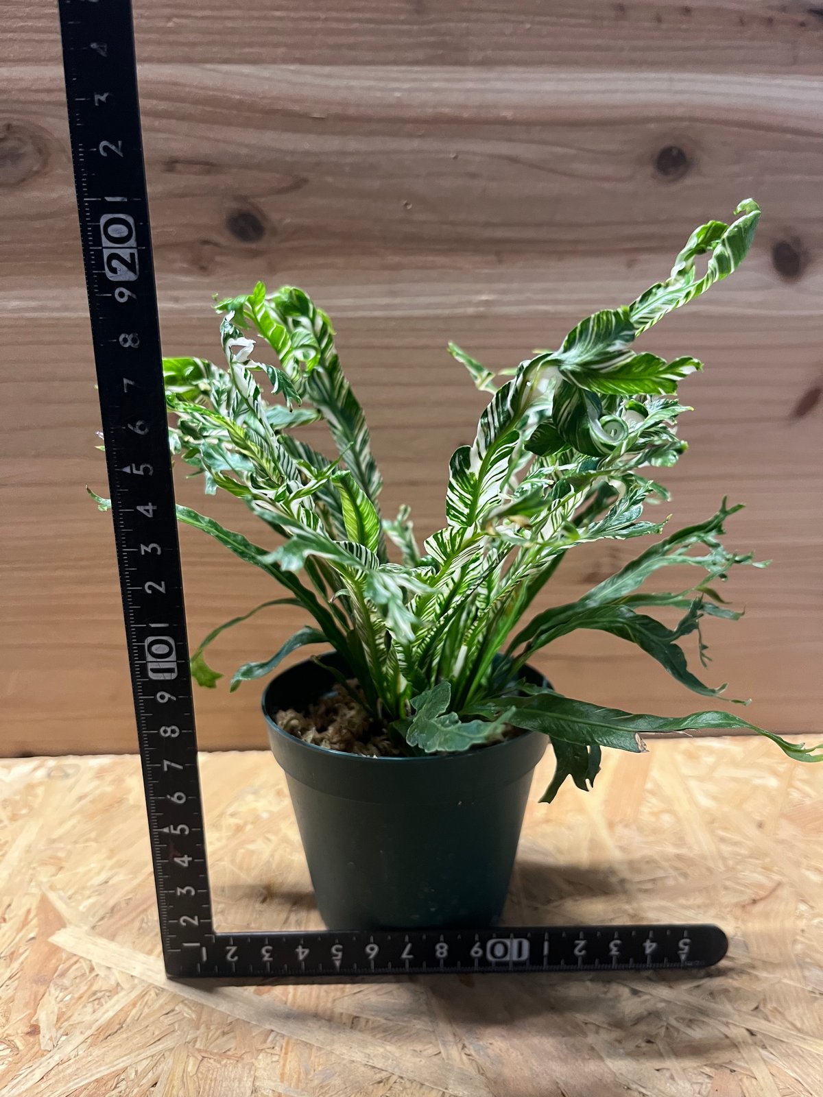 斑入り　アスプレニウム　ニダス　苗　観葉植物 アスプレニウム ニダス 斑入り | GREEN LUCK