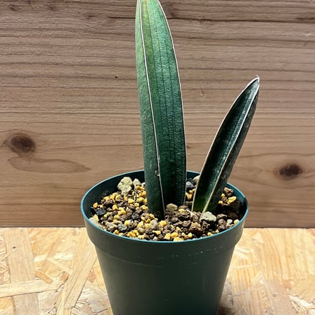 サンスベリアピンクバット | STORES