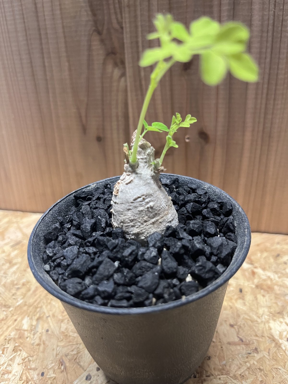 モリンガ | GREEN LUCK