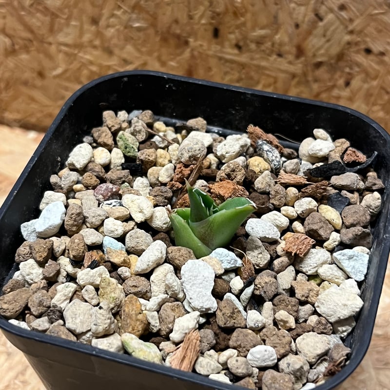 アガベ チタノタ アングリーハート | GREEN LUCK