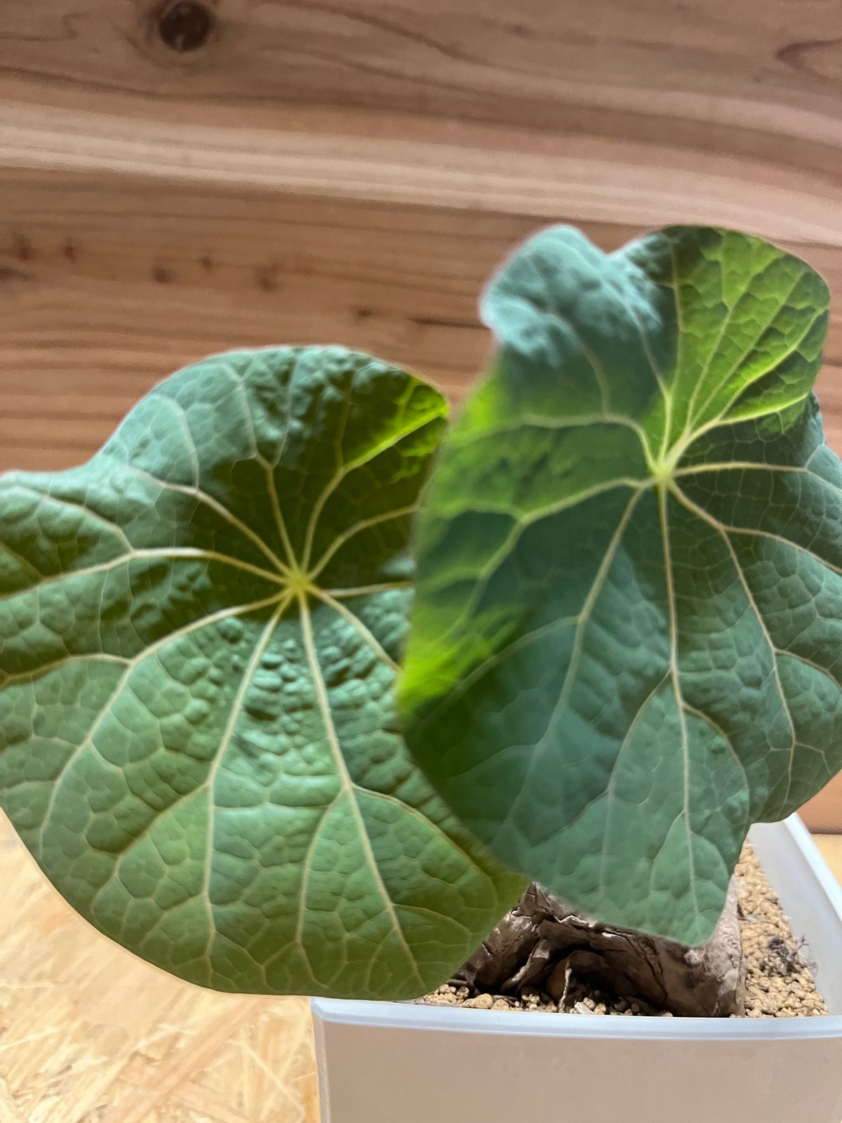 ステファニア カーウィサキー sp.Nova | GREEN LUCK