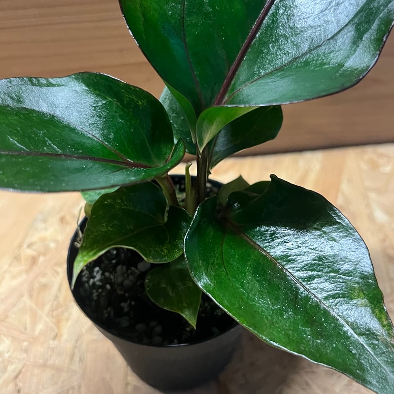 アンスリウム フーケリー 'ブラックドラゴン' | GREEN LUCK