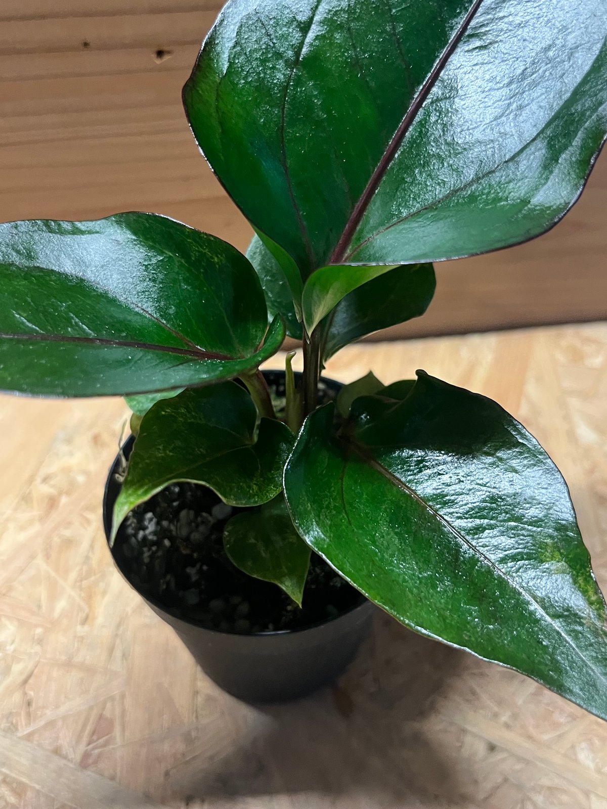 アンスリウム フーケリー 'ブラックドラゴン' | GREEN LUCK