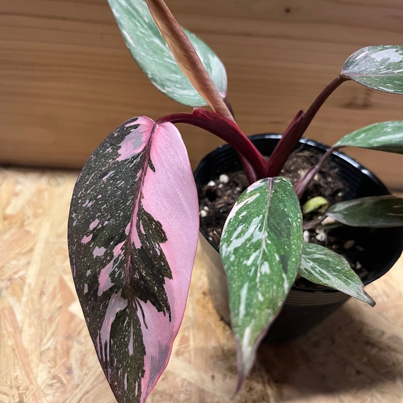 フィロデンドロン ピンクプリンセス ギャラクシー | GREEN LUCK