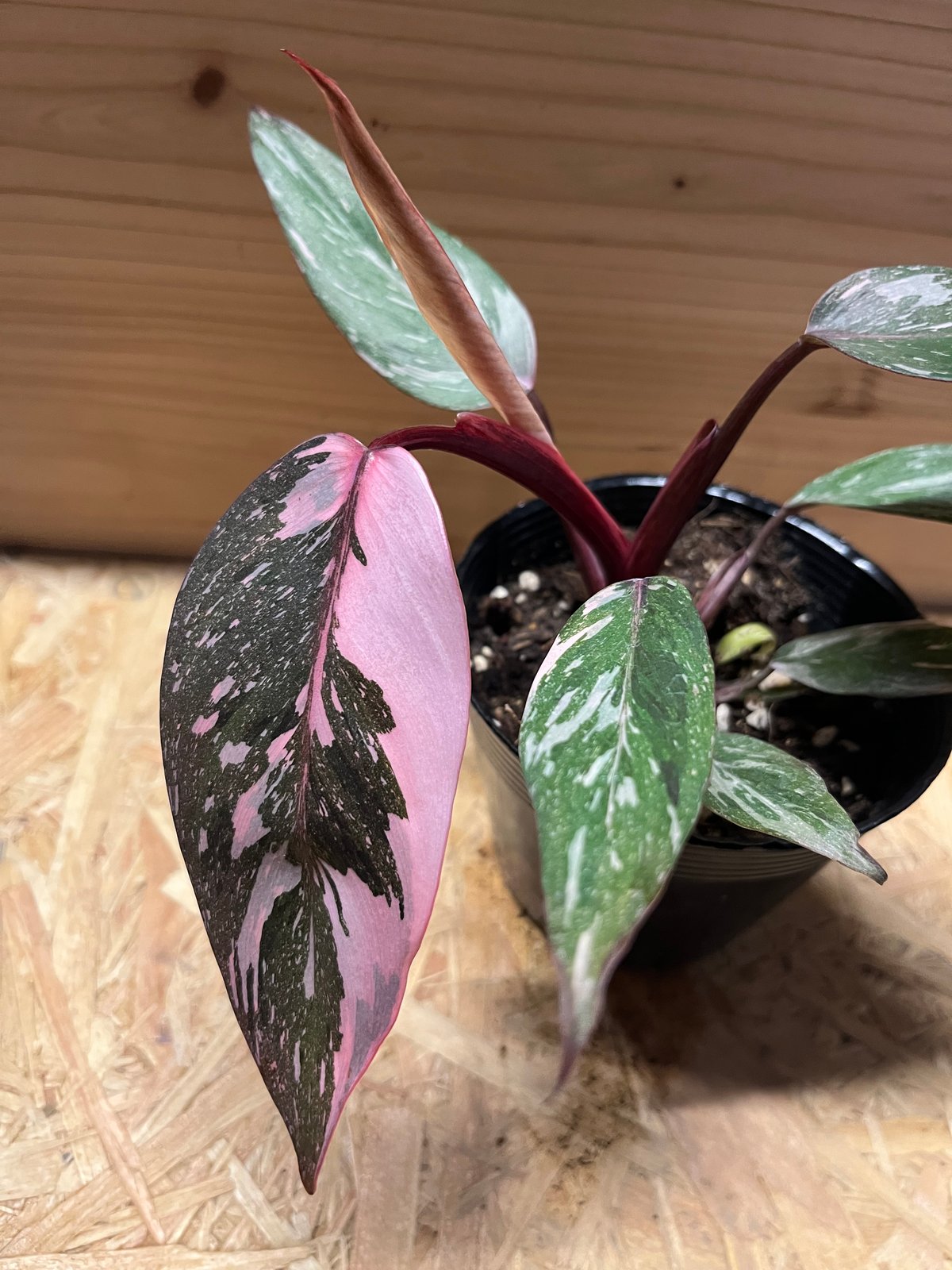 フィロデンドロン ピンクプリンセス ギャラクシー | GREEN LUCK