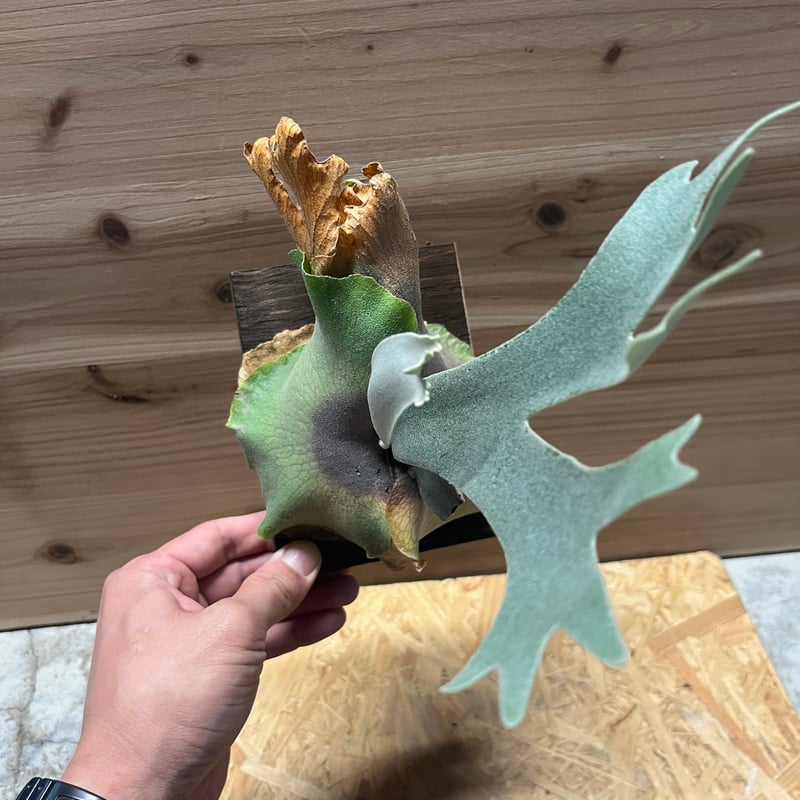 ビカクシダ ドワーフタツタ | GREEN LUCK