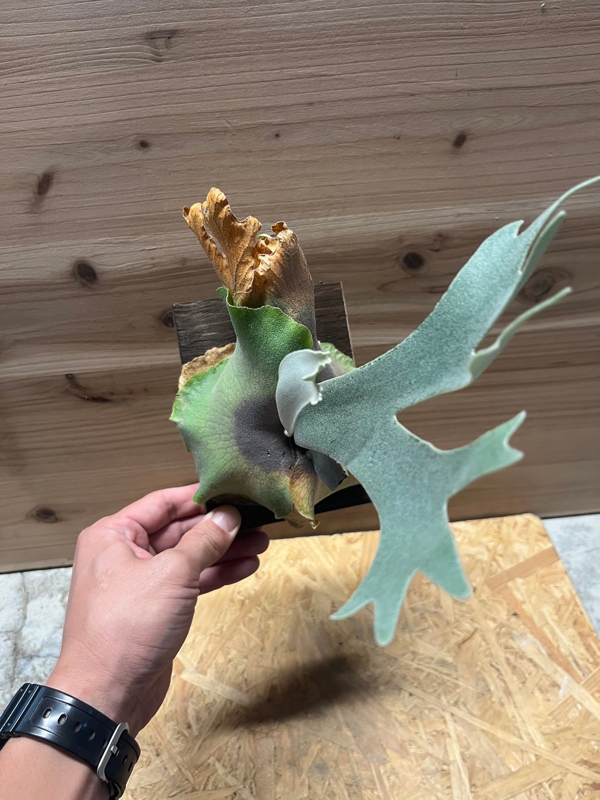 ビカクシダ ドワーフタツタ | GREEN LUCK