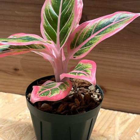 アグラオネマ ロータスデライト GREEN LUCK